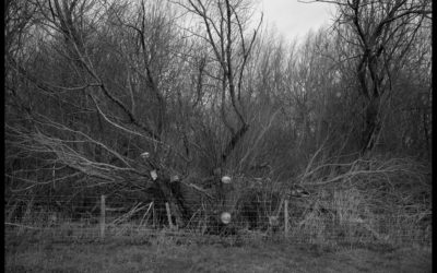 ULTERIOR SHIFT | Stephen Segasby