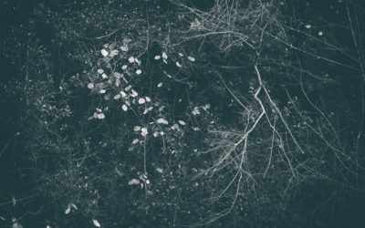 THE SECRET LANGUAGE OF TREES | Rob Hudson